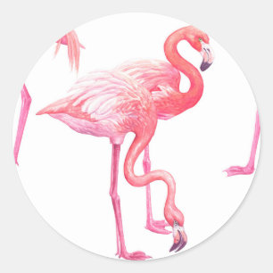 Flamingos Runt Klistermärke