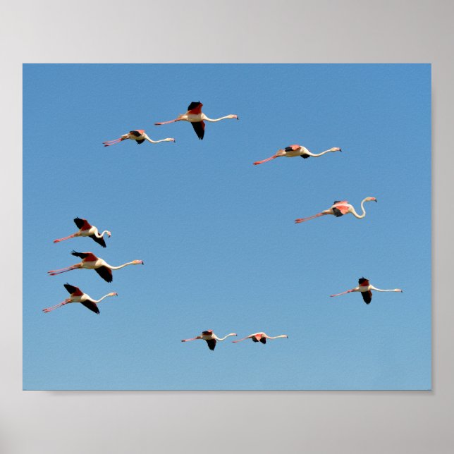 Flamingos under flygning poster (Framsidan)