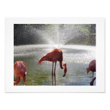 Flamingos vid Fontän Photo Print av Linda Becker