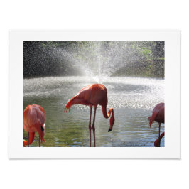 Flamingos vid Fontän Photo Print av Linda Becker Fototryck