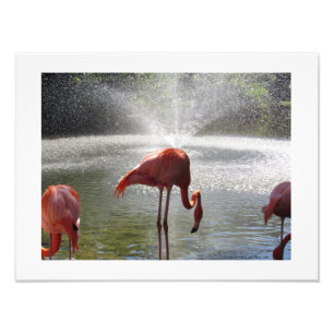 Flamingos vid Fontän Photo Print av Linda Becker Fototryck