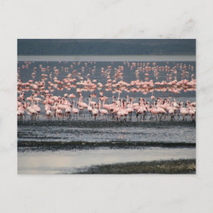 Flamingos vid Sjö Nakuru i Kenya Vykort
