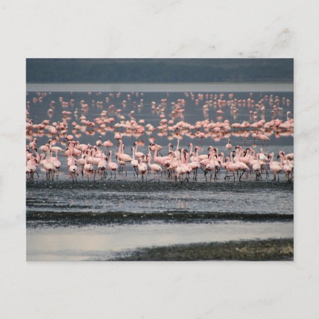 Flamingos vid Sjö Nakuru i Kenya Vykort (Framsida)