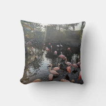 Flamingos vid soluppgång Kuddvar » blir Flamingor