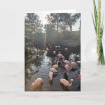 Flamingos vid soluppgångs gratulationskort