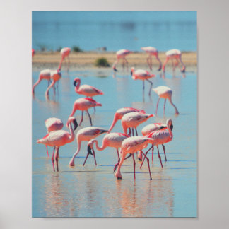 Flamingos vid Sunrise Poster