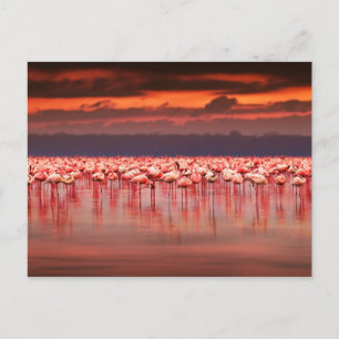 Flamingos vid Sunset Vykort
