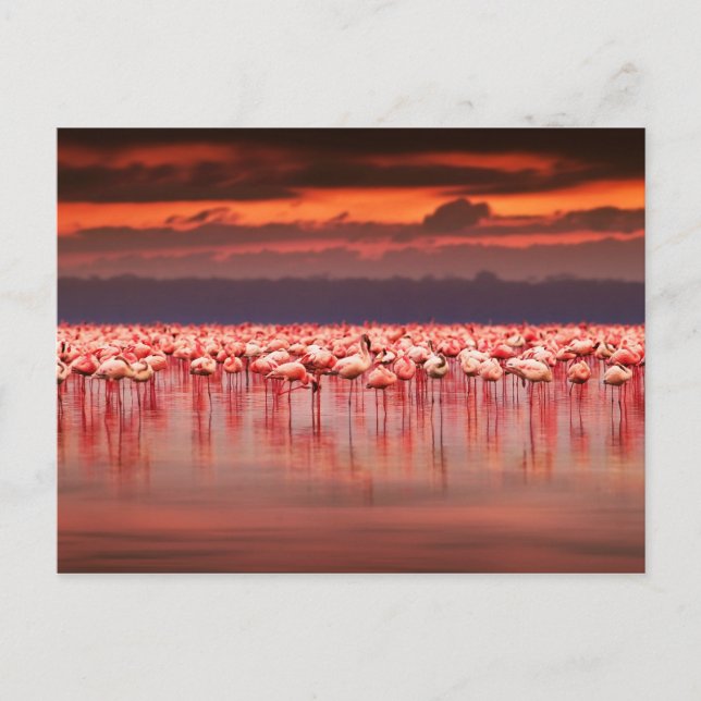 Flamingos vid Sunset Vykort (Framsida)