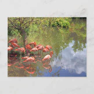 Flamingos. Vykort