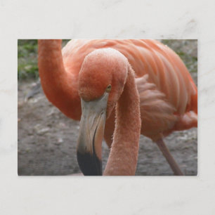 Flamingos vykort