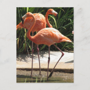 Flamingos vykort