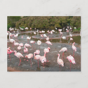 Flamingos vykort