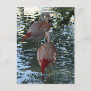 Flamingos Vykort