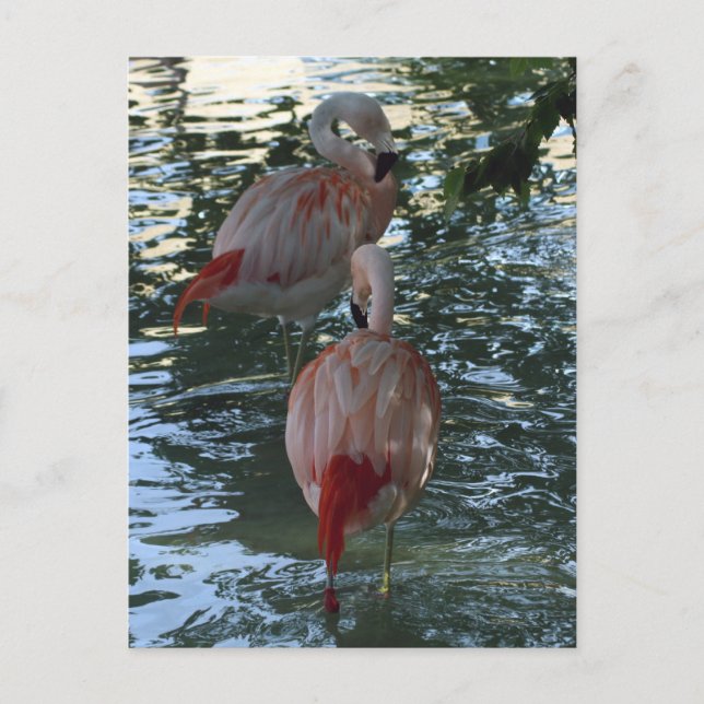 Flamingos Vykort (Framsida)