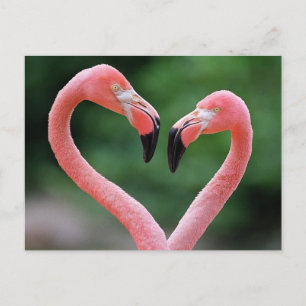 Flamingos vykort