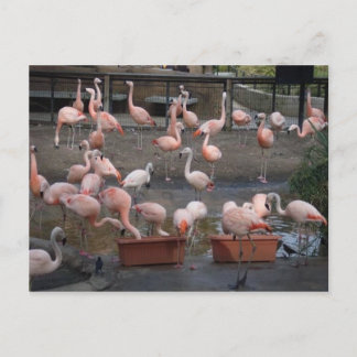 Flamingos Vykort
