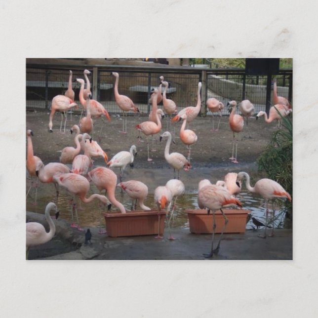 Flamingos Vykort (Framsida)