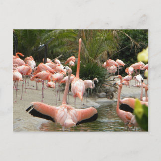 Flamingos Vykort