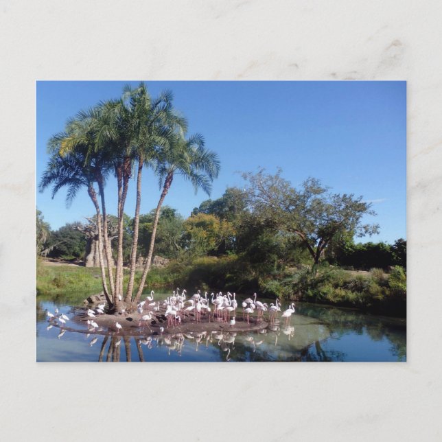 Flamingos Vykort (Framsida)