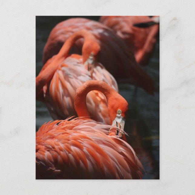 Flamingos Vykort (Framsida)