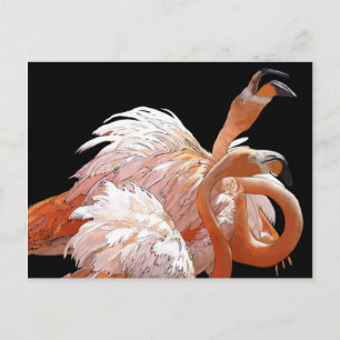 Flamingos Vykort