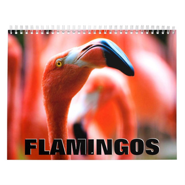 Flamingos Wall Calendar Kalender (Omslag)