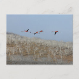 Flamingosflygning Vykort