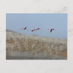 Flamingosflygning Vykort
