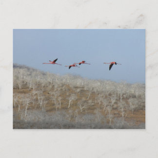 Flamingosflygning Vykort