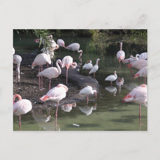 Flamingosjön Vykort (Framsida)