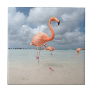 Flamingosstrand Aruba Kakelplatta