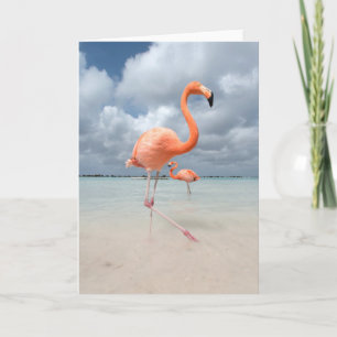 Flamingosstrand Aruba Kort