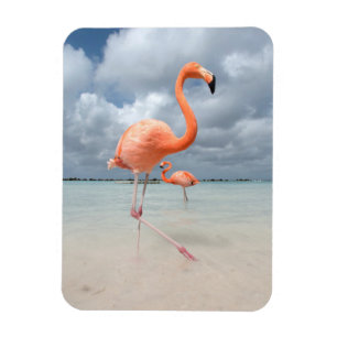 Flamingosstrand Aruba Magnet
