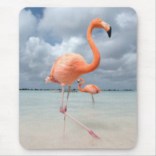 Flamingosstrand Aruba Musmatta