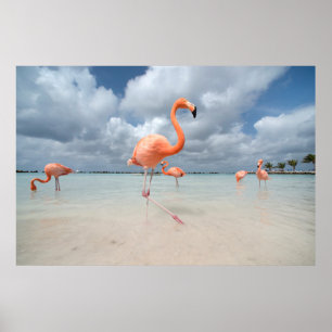 Flamingosstrand Aruba Poster