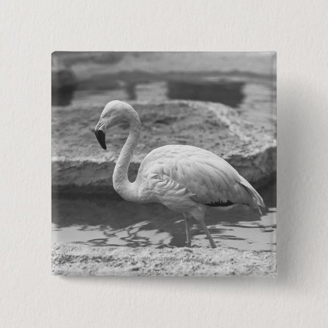 Flamingovadande i vatten B&W Knapp (Framsida)