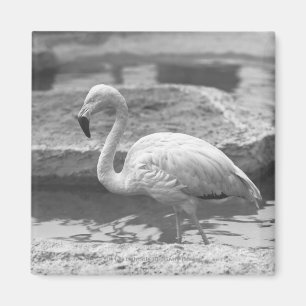 Flamingovadande i vatten B&W Magnet