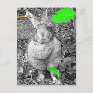 Flamish Giant Rabbit B & W med Grönt Löv Vykort