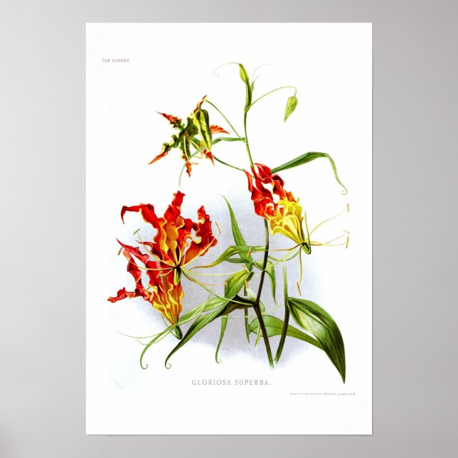 Flamlilja (Gloriosa superba) Poster (Framsidan)