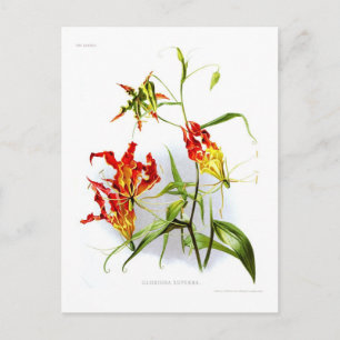 Flamlilja (Gloriosa superba) Vykort
