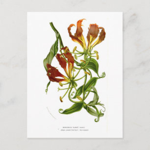 Flamlilja (Gloriosa superba) Vykort