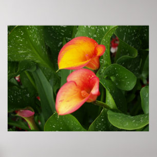 Flamma calla.en poster