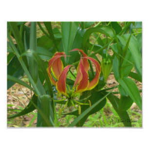 Flamma liljan - Gloriosa Superba Fototryck