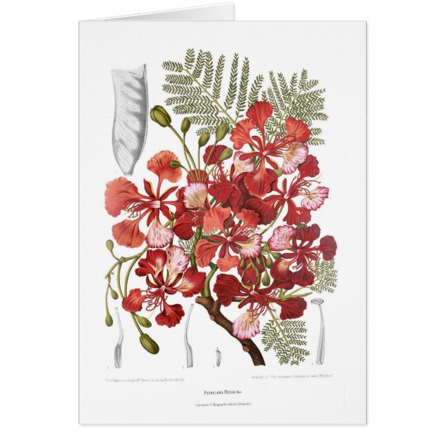 Flamma träd (Delonixregiaen) Hälsningskort (Framsidan)