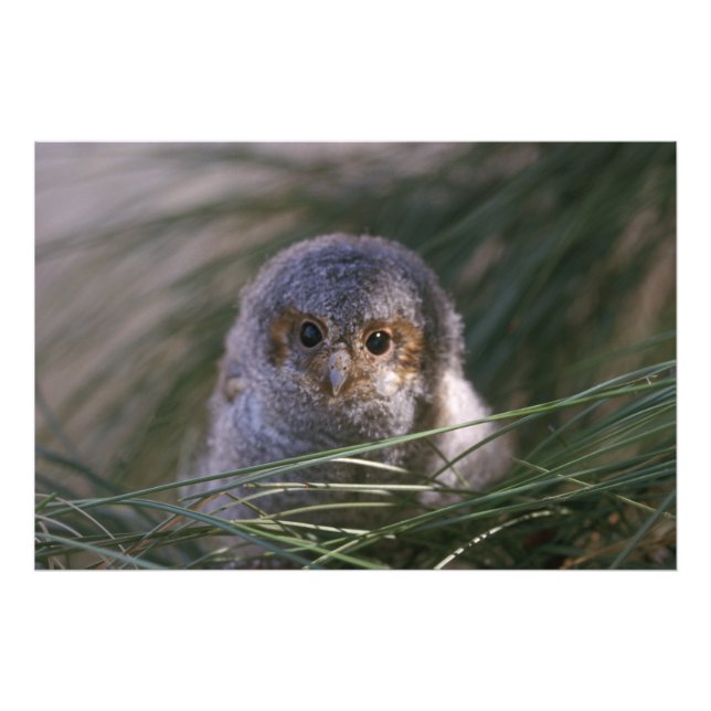 Flammulerat fotografi av Chicken Uggla (Framsidan)