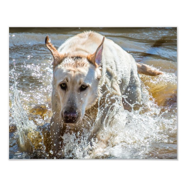 Flamsling av aktiv Gult Labrador: Fotografi av säl (Framsidan)