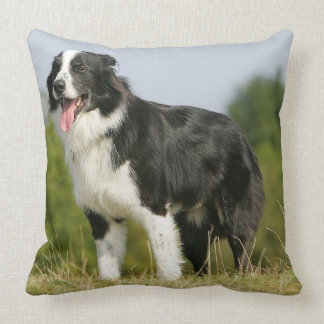 Flämtande anseende för gränsCollie Kudde