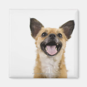 Flämtande hund magnet