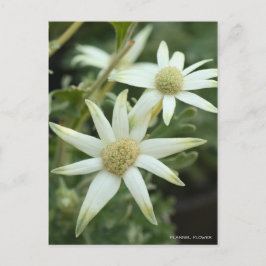 Flanelblomma [vykort] vykort