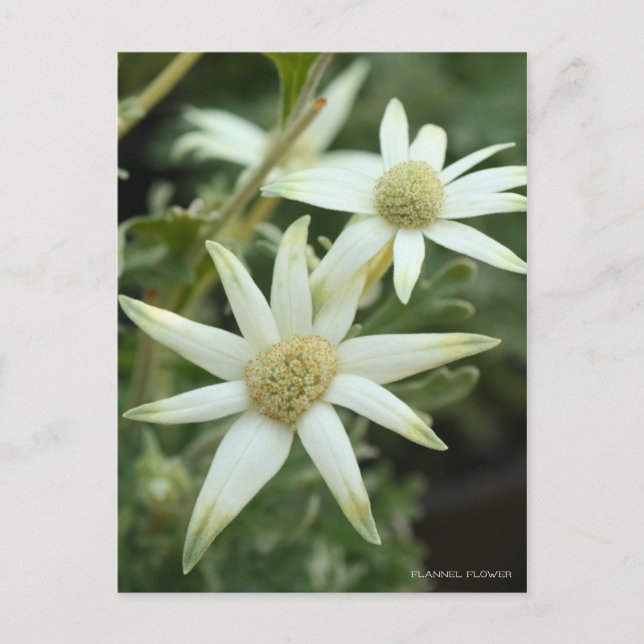 Flanelblomma [vykort] vykort (Framsida)